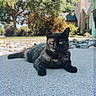 Lola is registered to the contest to win money with this photo: cat, tortoiseshell_cat, outdoor, sunlight, concrete, rocks, tree, house, residential, pet, animal, relaxing, nature, daytime, greenery, fur, whiskers, ears, eyes, calm