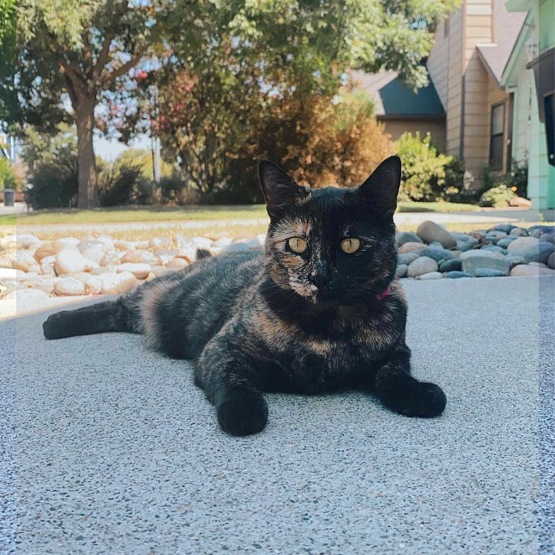 Lola
