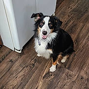 Murphy joined the competition — help win amazing prizes! dog, pet, indoor, floor, wood_floor, happy, smiling, tricolor, fur, ears, animal, canine, collar, domestic_animal, looking_up, sitting, appliance, home, flooring, friendly