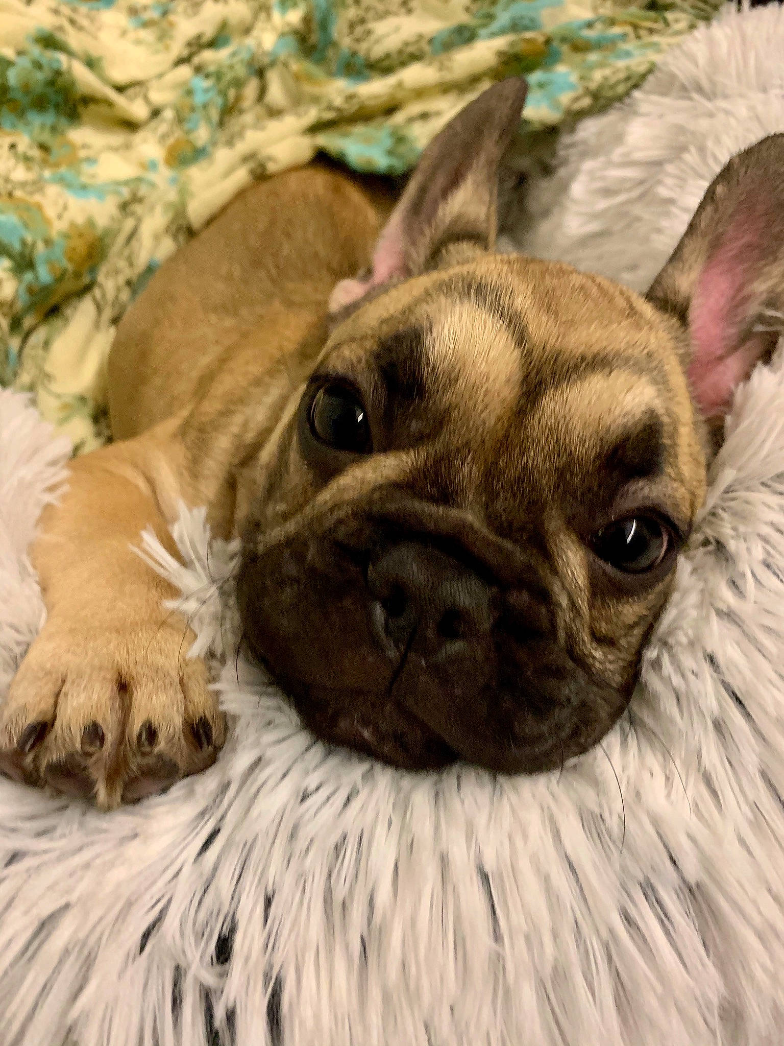 Stella is registered to the contest to win money with this photo: beige, canidae, carnivore, companion_dog, dog, dog_breed, fawn, french_bulldog, fur, liver, mammal, pug, puppy, skin, snout, toy_dog, vertebrate, whiskers, working_animal, wrinkle