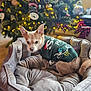 Samuel joined the competition — help win amazing prizes! animal, blurred_background, christmas, christmas_tree, cozy, cute, decorations, dog, festive, furry, holiday, home, indoor, lights, ornaments, pet_bed, small_dog, soft_lighting, sweater, warm