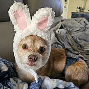 Samuel joined the competition — help win amazing prizes! animal, blanket, brown_fur, bunny_ears, canine, costume, cozy, cute, dog, ears, fabric, fur, home, indoor, living_room, looking_at_camera, pet, resting, small_dog, soft