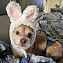 animal, blanket, brown_fur, bunny_ears, canine, costume, cozy, cute, dog, ears, fabric, fur, home, indoor, living_room, looking_at_camera, pet, resting, small_dog, soft