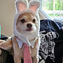 Samuel joined the competition — help win amazing prizes! animal, blurred, bunny_ears, casual, costume, couch, cute, dog, furry, graphic_tshirt, indoor, living_room, person, pet, relaxing, sitting, soft, tie, tshirt, window