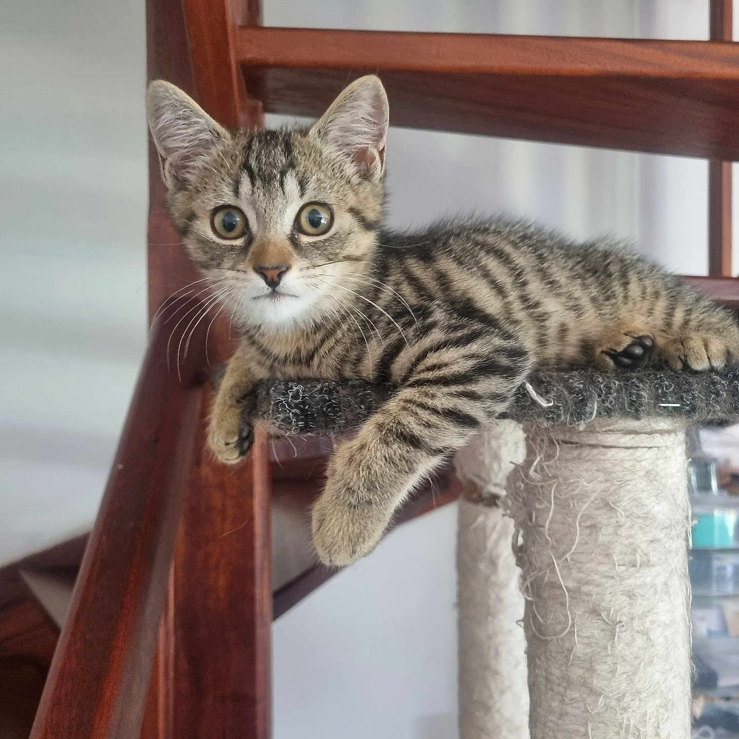 Choupi participe au concours pour gagner de l'argent avec cette photo : abyssinian, animal, architecture, building, cat, furniture, handrail, hardwood, house, housing, kitten, manx, pet, plywood, railing, shelf, staircase, wood