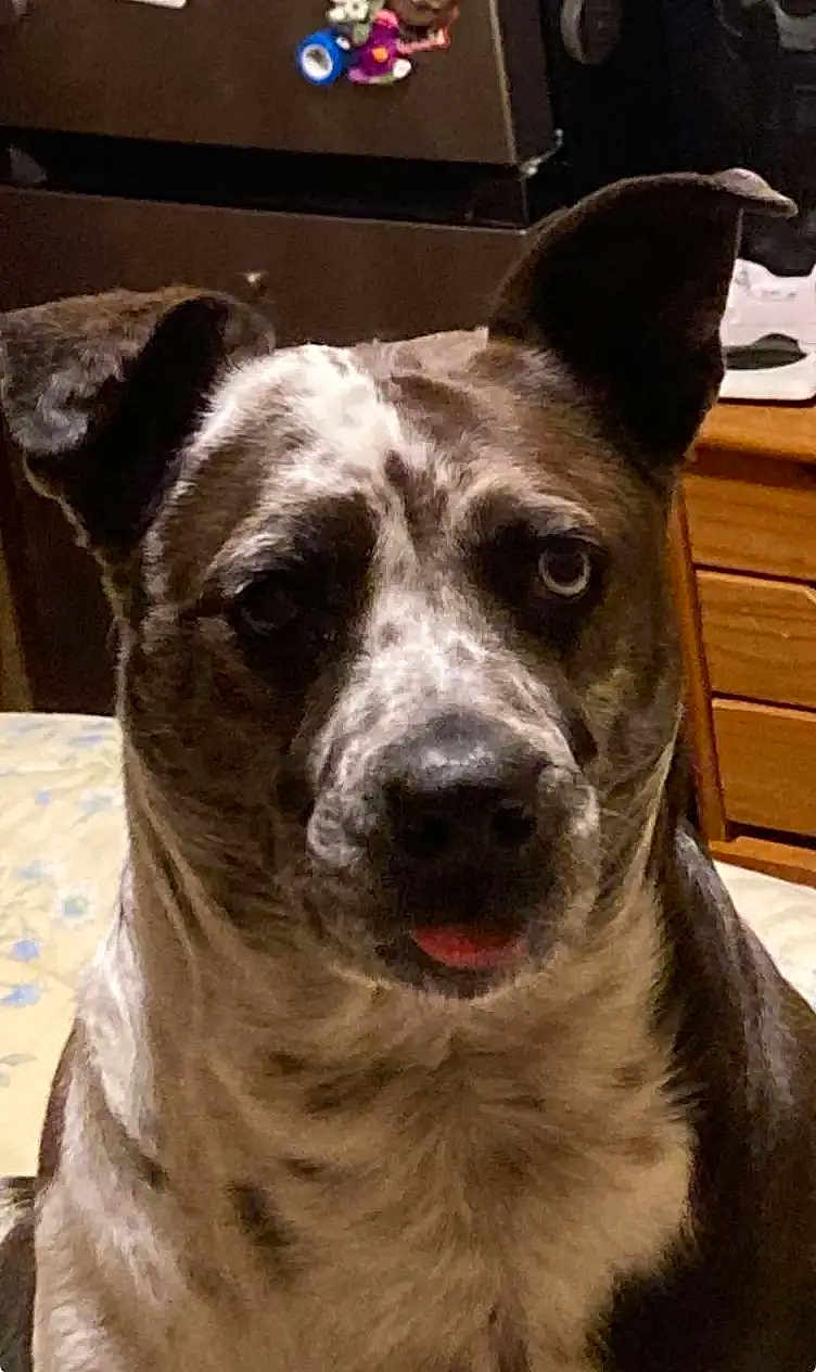 Deva joined the competition — help win amazing prizes! dog, close_up, indoor, pet, animal, curious, spotted_coat, ear_up, ear_down, tongue_out, furniture, bed, brown, white, black, muzzle, face, portrait, canine, domestic_animal