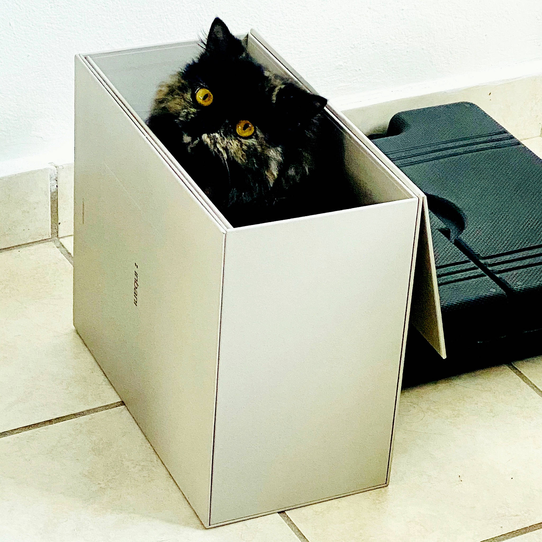 Clementine is registered to the contest to win money with this photo: box, cardboard, carton, event, facial_tissue_holder, gas, home_appliance, kitchen_appliance, major_appliance, metal, packaging_and_labeling, packing_materials, paper_product, rectangle, shipping_box