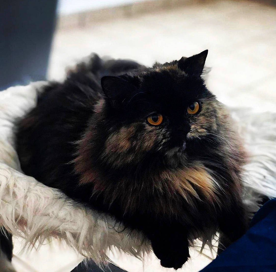 Clementine joined the competition — help win amazing prizes! carnivore, cat, fashion_accessory, felidae, fur, small_to_medium_sized_cats, snout, terrestrial_animal, whiskers