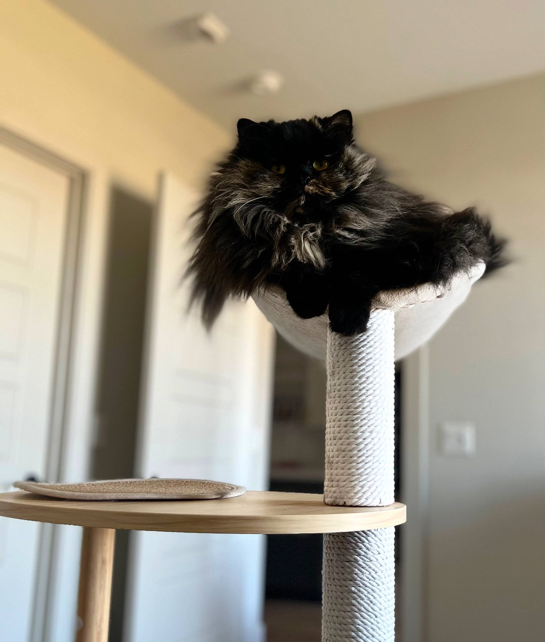 Clementine is registered to the contest to win money with this photo: black_cat, british_longhair, carnivore, cat, cat_bed, cat_furniture, cat_supply, domestic_short_haired_cat, felidae, fur, maine_coon, monochrome_photography, pet_supply, room, small_to_medium_sized_cats, tail, terrestrial_animal, whiskers, window, wood