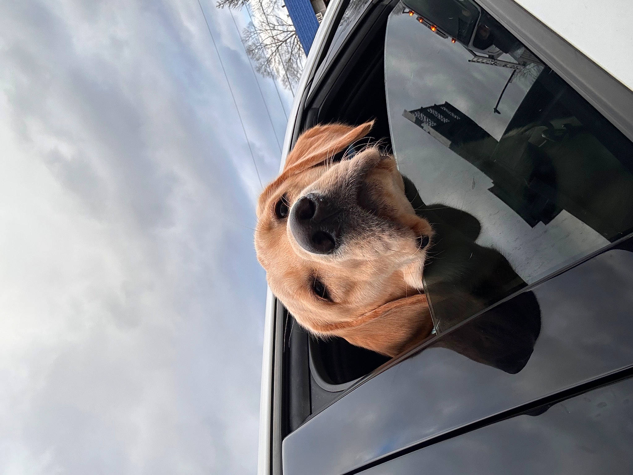 Brady is registered to the contest to win money with this photo: automotive_design, automotive_exterior, building, car, carnivore, cloud, dog_breed, eyewear, fawn, goggles, hood, mammal, motor_vehicle, sky, sporting_group, sunglasses, vehicle, vehicle_door, whiskers, window