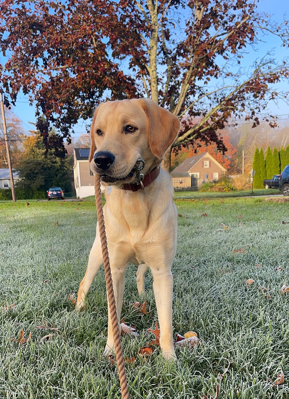 Brady joined the competition — help win amazing prizes! canidae, carnivore, collar, companion_dog, dog, dog_breed, dog_collar, fawn, grass, gun_dog, labrador_retriever, pet_supply, plant, sky, snout, sporting_group, tail, tree, whiskers, working_animal
