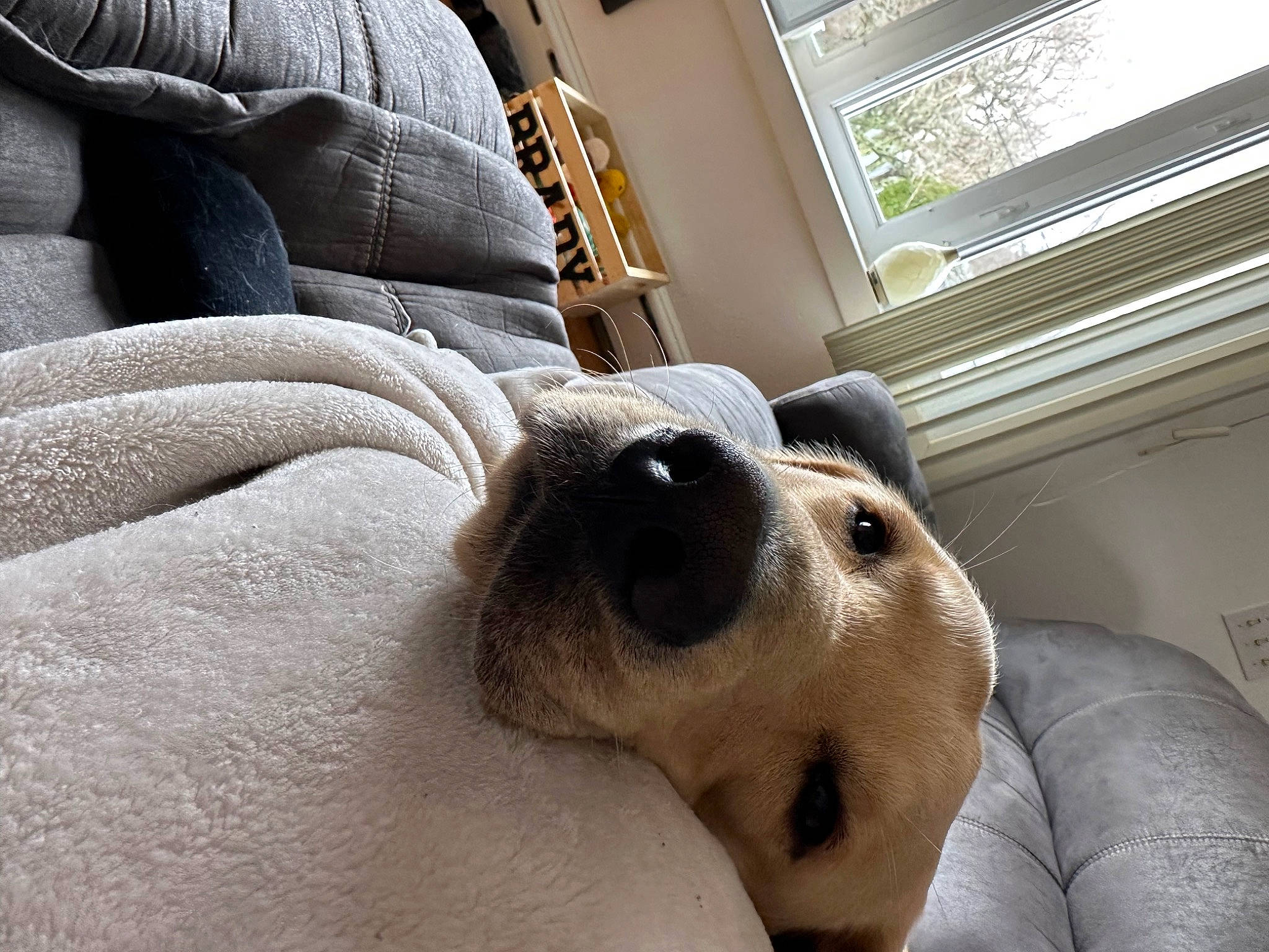 Brady is registered to the contest to win money with this photo: canidae, carnivore, comfort, companion_dog, couch, dog, dog_breed, ear, fawn, fur, head, linens, nap, puppy_love, snout, sporting_group, stuffed_toy, whiskers, window, working_animal