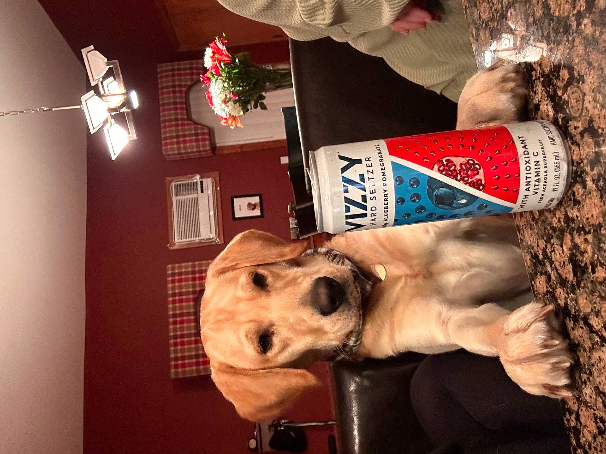 Brady joined the competition — help win amazing prizes! carnivore, companion_dog, dog, dog_breed, drink, font, fur, light_fixture, logo, metal, snout, soil, square