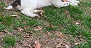 Bloom participe au concours pour gagner de l'argent avec cette photo : dog, spaniel, puppy, pet, canine, lying_down, grass, lawn, outdoors, park, autumn, fallen_leaves, brown_and_white, floppy_ears, long_coat, animal_portrait, relaxed, looking_at_camera, nature, daylight