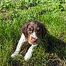 puppy, dog, brown_and_white, grass, outdoors, garden, nature, animal, pet, portrait, close_up, sitting, lying_down, floppy_ears, white_paws, brown_fur, greenery, sunlight, dirt, gravel
