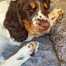 dog, puppy, sleeping, sleepy, brown_fur, white_fur, floppy_ears, closed_eyes, pink_nose, paws, spotty markings, blanket, fluffy, cozy, indoors, pet, resting, portrait, close_up, warm_lighting