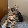 Ary a rejoint le concours — aidez-le/la à gagner de superbes lots ! cat, tabby_cat, pet, animal, furry, striped, lying_down, sitting, front_view, face, whiskers, ears, paws, gray_bed, pet_bed, indoor, home, wooden_panel, electrical_outlet, portrait