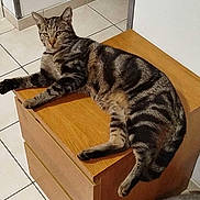 Ary participe au concours pour gagner de l'argent avec cette photo : cat, tabby, feline, animal, pet, striped_fur, lying_down, relaxed, face, whiskers, ears, eyes, paws, tail, wooden_cabinet, indoor, tile_floor, home, furniture, portrait