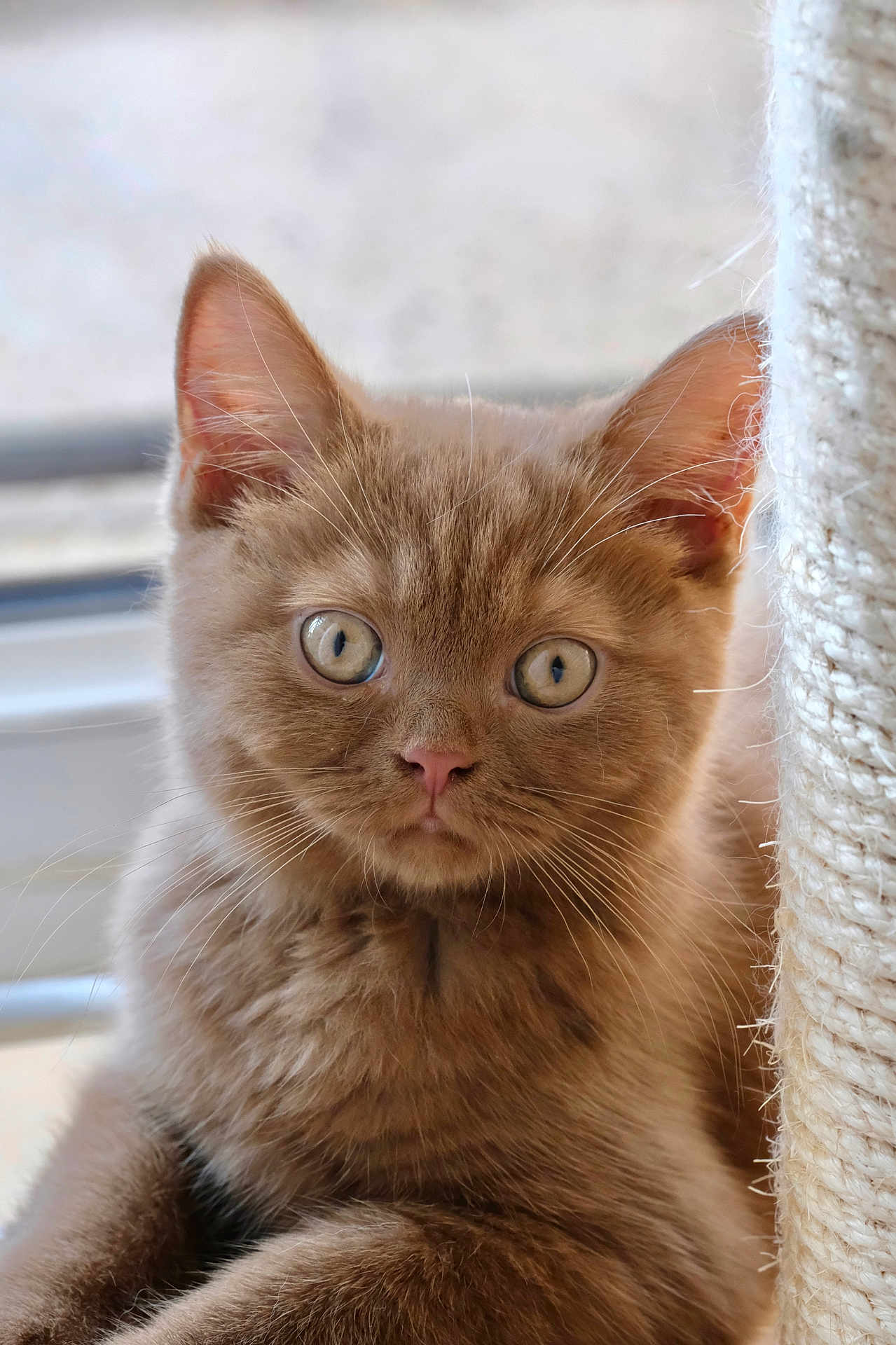 Woody a rejoint le concours — aidez-le/la à gagner de superbes lots ! kitten, cat, brown_fur, fluffy, pet, closeup, animal, whiskers, ears, scratching_post, indoor, curious, wide_eyes, soft_light, feline, young_cat, portrait, cute, furry, domestic_cat