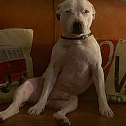 Milk a rejoint le concours — aidez-le/la à gagner de superbes lots ! dog, white_dog, sitting, leather_couch, pillow, decorative_pillow, collar, indoor, pet, animal, relaxed, brown_couch, canine, furniture, home, cozy, sleepy, seated, living_room, domestic