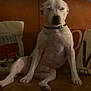 dog, white_dog, sitting, leather_couch, pillow, decorative_pillow, collar, indoor, pet, animal, relaxed, brown_couch, canine, furniture, home, cozy, sleepy, seated, living_room, domestic