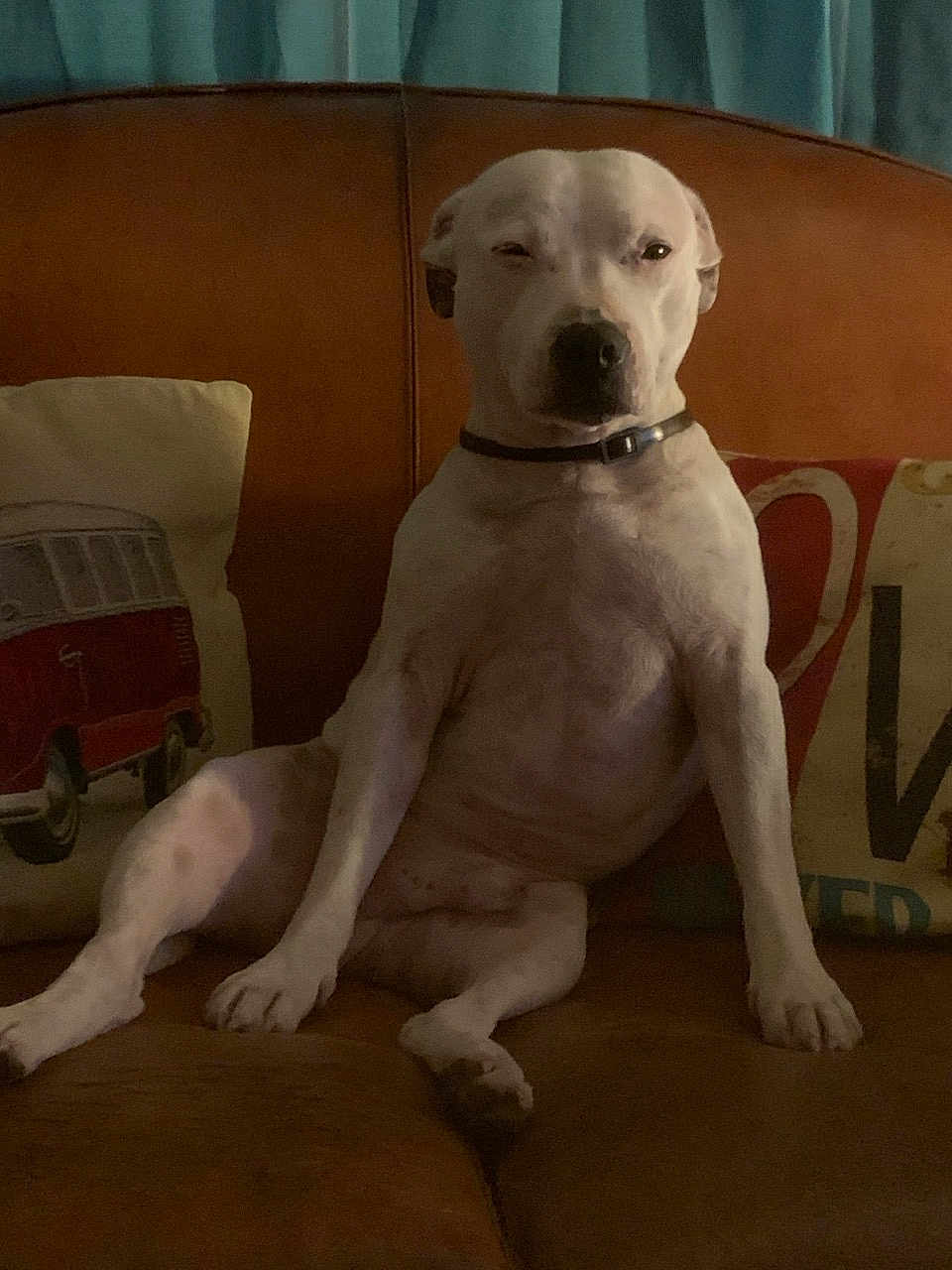Milk a rejoint le concours — aidez-le/la à gagner de superbes lots ! dog, white_dog, sitting, leather_couch, pillow, decorative_pillow, collar, indoor, pet, animal, relaxed, brown_couch, canine, furniture, home, cozy, sleepy, seated, living_room, domestic