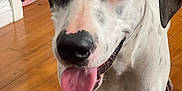 Nova is registered to the contest to win money with this photo: dog, indoor, wooden_floor, tongue_out, black_and_white, pet, canine, friendly, close_up, animal, ears, flooring, looking_at_camera, domestic_animal, happy, spot, paw, snout, fur, tongue