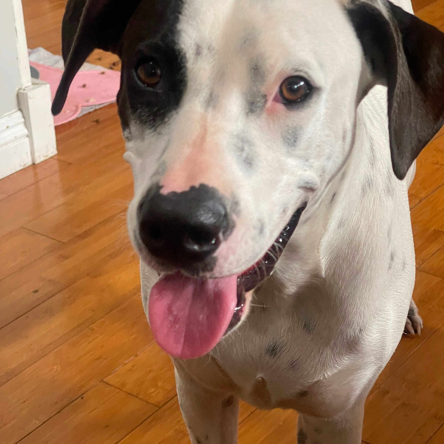 Nova is registered to the contest to win money with this photo: animal, black_and_white, canine, close_up, dog, domestic_animal, ears, flooring, friendly, fur, happy, indoor, looking_at_camera, paw, pet, snout, spot, tongue, tongue_out, wooden_floor