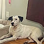 Nova is registered to the contest to win money with this photo: dog, spotted_dog, black_and_white, pet, indoor, wooden_floor, dog_bed, relaxed, alert, ears, floor, resting, canine, animal, domestic_animal, laying_down, side_view, home, curious, mammal