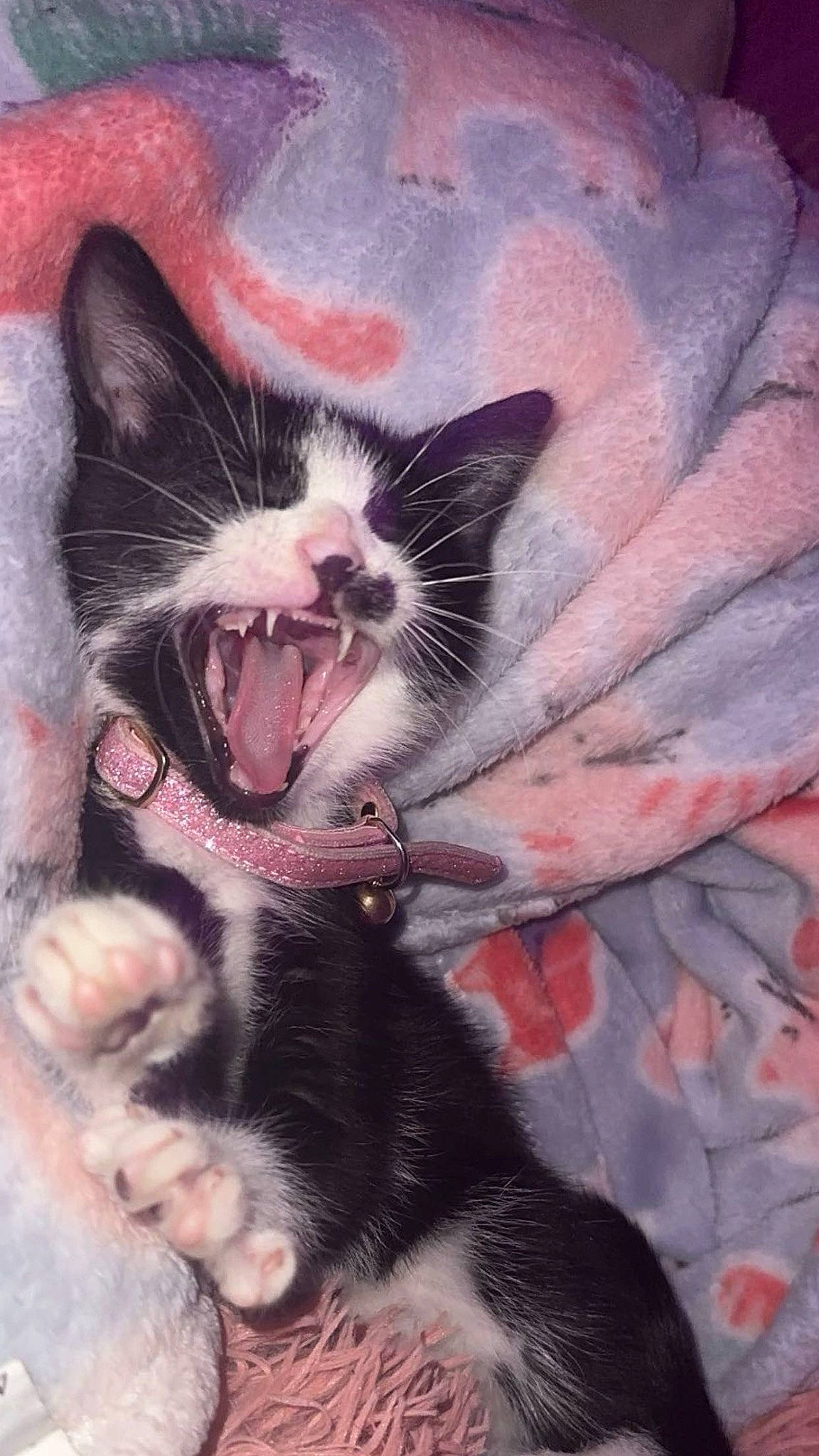 Jigsaw is registered to the contest to win money with this photo: art, carnivore, cat, claw, comfort, domestic_short_haired_cat, fang, felidae, foot, fur, gesture, paw, pink, plant, small_to_medium_sized_cats, snout, tail, toe, whiskers, window