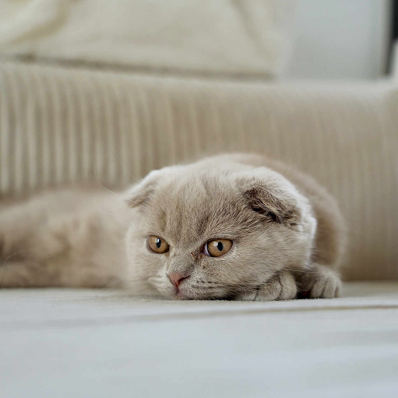 Anastasia