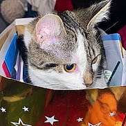 Merguez a rejoint le concours — aidez-le/la à gagner de superbes lots ! background_objects, box, cat, closeup, cozy, curious, ear, eye, fabric, flash_lighting, gift_bag, indoor, kitten, plush_toy, portrait, reflection, reflective_bag, star_pattern, stuffed_animal, whiskers