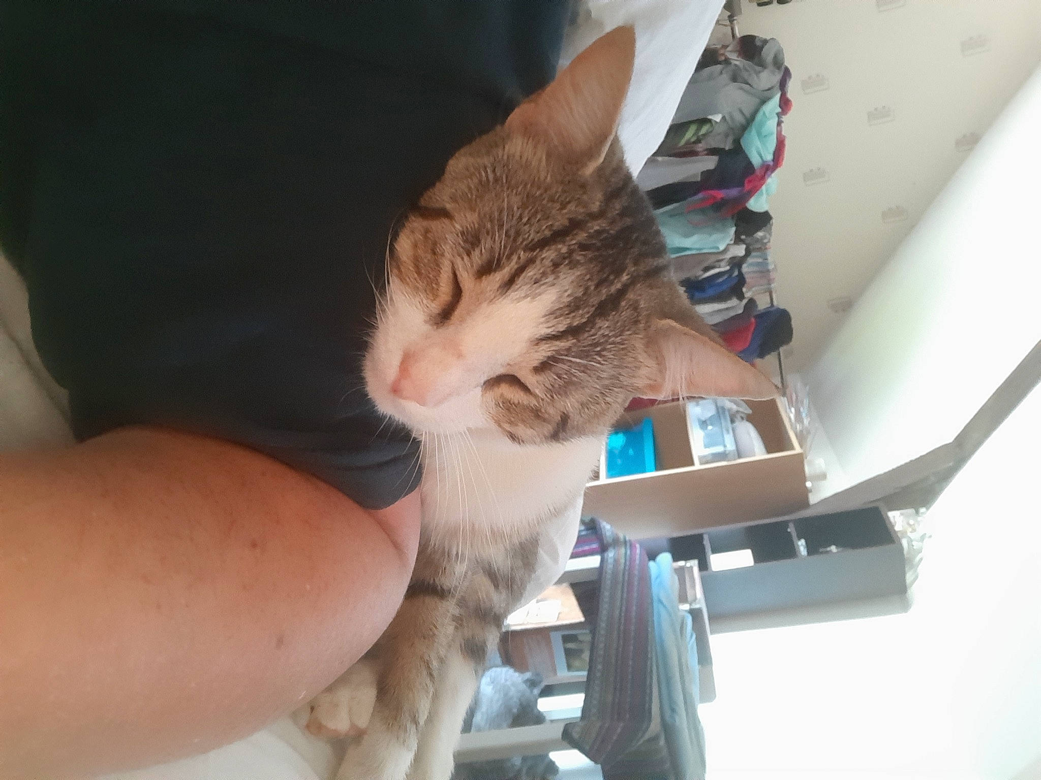 Parker Dit P'Tit Chat a rejoint le concours — aidez-le/la à gagner de superbes lots ! aegean_cat, asian, carnivore, cat, domestic_short_haired_cat, dragon_li, ear, european_shorthair, felidae, kitten, leg, polydactyl_cat, small_to_medium_sized_cats, tabby_cat, whiskers