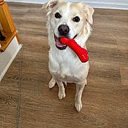 Luna is registered to the contest to win money with this photo: dog, pet, toy, red, bone, indoor, floor, wooden_floor, looking_up, happy, playful, animal, canine, ears, mouth, fur, white, beige, domestic, companion
