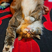 Boots is registered to the contest to win money with this photo: cat, fluffy, upside_down, paw, stretching, relaxed, feline, whiskers, bedspread, red, black, indoor, cute, pet, animal, fur, domestic, resting, cozy, sleepy