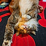 cat, fluffy, upside_down, paw, stretching, relaxed, feline, whiskers, bedspread, red, black, indoor, cute, pet, animal, fur, domestic, resting, cozy, sleepy