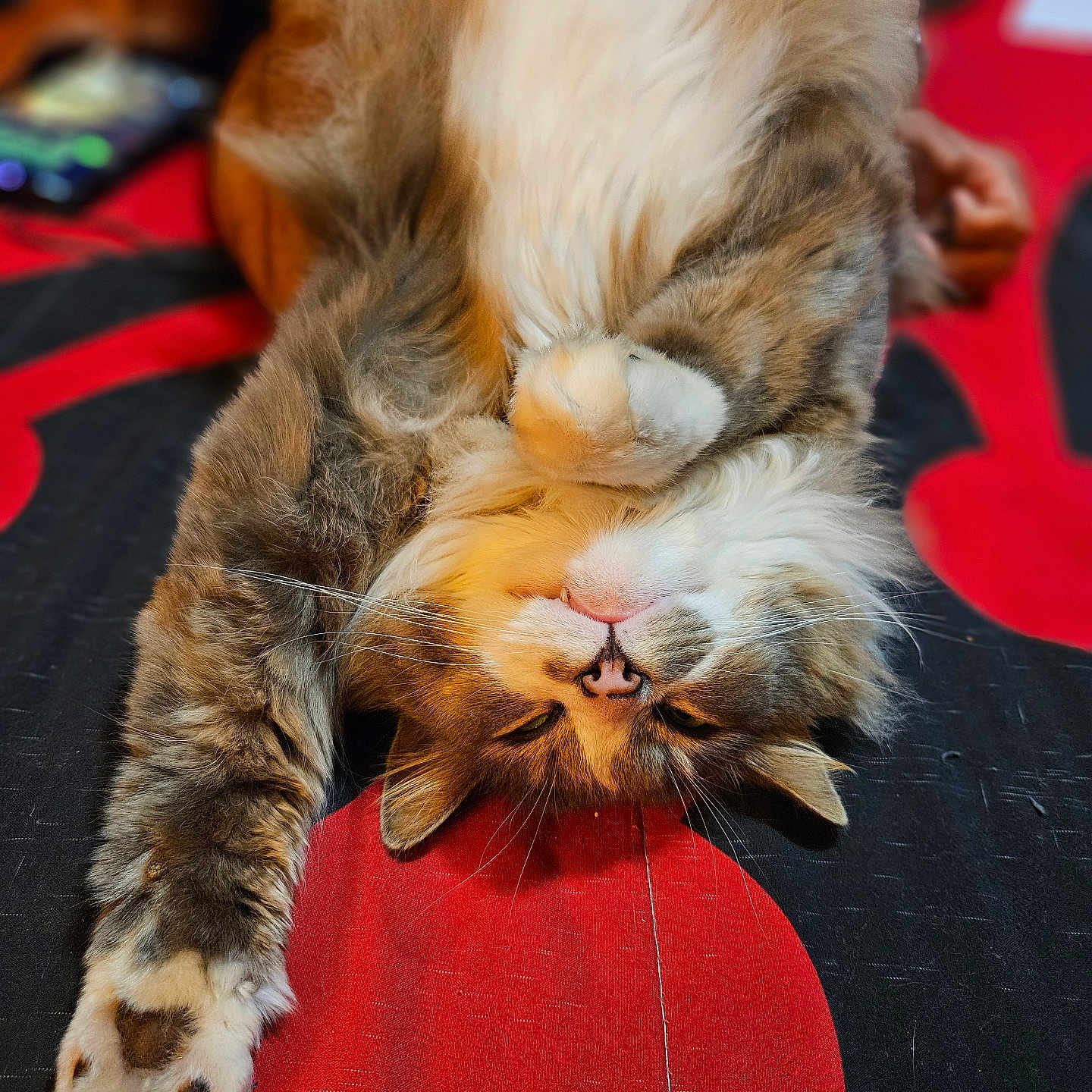 Boots is registered to the contest to win money with this photo: animal, bedspread, black, cat, cozy, cute, domestic, feline, fluffy, fur, indoor, paw, pet, red, relaxed, resting, sleepy, stretching, upside_down, whiskers