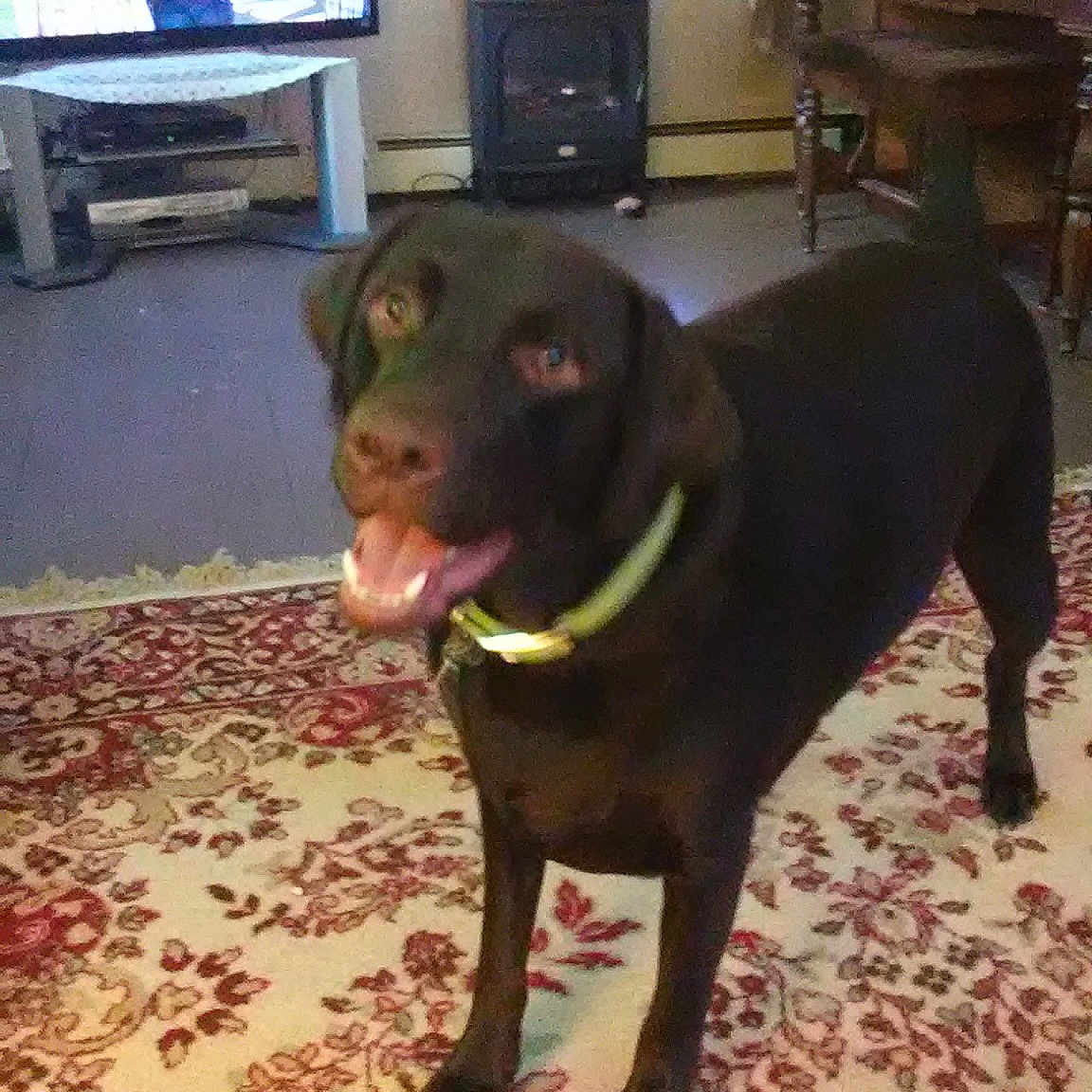 Bailey Boy