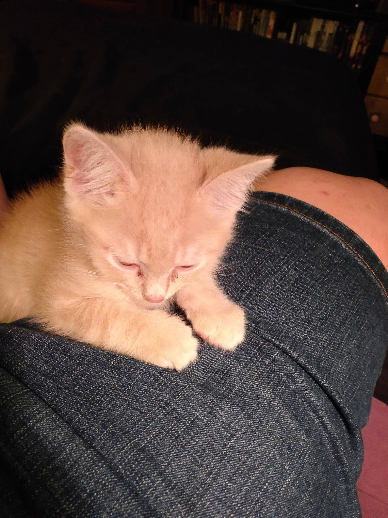 Winnie joined the competition — help win amazing prizes! carnivore, cat, claw, comfort, couch, domestic_short_haired_cat, ear, fawn, felidae, fur, gesture, lap, mammal, nap, paw, sitting, small_to_medium_sized_cats, snout, tail, whiskers