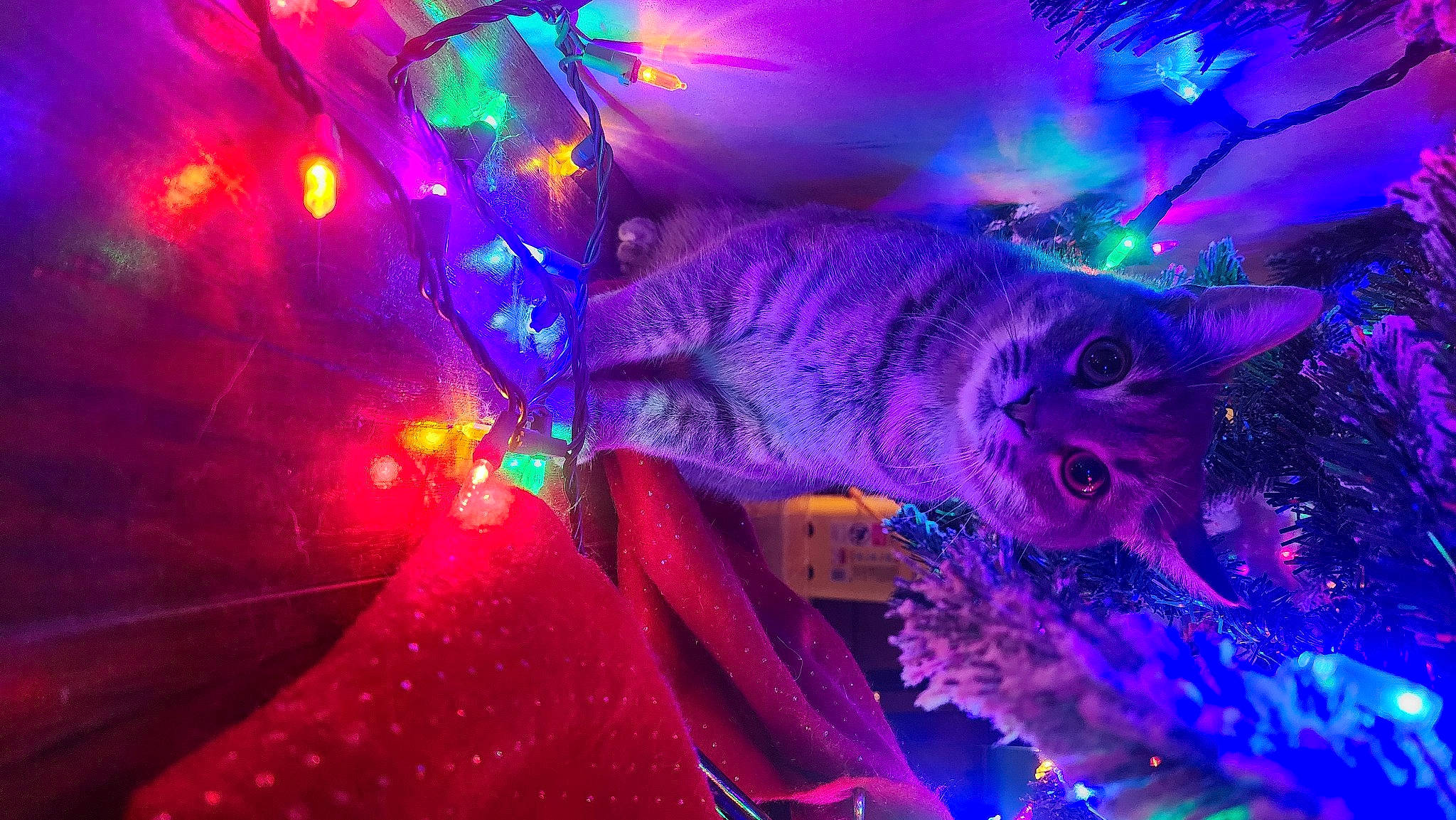 Ezekiel is registered to the contest to win money with this photo: carnivore, cat, christmas, christmas_decoration, christmas_ornament, electric_blue, entertainment, event, felidae, holiday, magenta, music, organism, plant, purple, space, technology, tree, violet, water