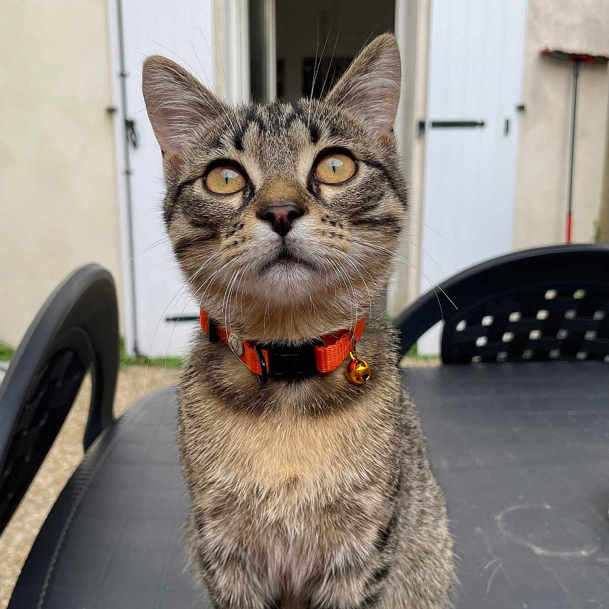 Usko a rejoint le concours — aidez-le/la à gagner de superbes lots ! abyssinian, alloywheel, animal, architecture, building, car, carwheel, cat, egyptiancat, kitten, machine, manx, outdoors, pet, shelter, spoke, tire, transportation, vehicle, wheel