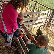 Joseph joined the competition — help win amazing prizes! animal, baby, casual_clothing, child, curious, daytime, farm, fence, goat, grass, green_shirt, interaction, outdoor, petting_zoo, pink_shirt, shorts, sneakers, sunlight, woman, wood