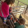 animal, baby, casual_clothing, child, curious, daytime, farm, fence, goat, grass, green_shirt, interaction, outdoor, petting_zoo, pink_shirt, shorts, sneakers, sunlight, woman, wood