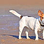 Jackette participe au concours pour gagner de l'argent avec cette photo : alert, animal, beach, brown_patch, canine, collar, cute, daytime, dog, ears_up, friendly, nature, outdoor, pet, playful, sand, standing, sunlight, tail_wagging, white_coat