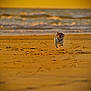 Jackette participe au concours pour gagner de l'argent avec cette photo : animal, beach, canine, coast, dog, golden_hour, happy, motion, nature, ocean, outdoor, pet, playful, running, sand, summer, sunlight, sunset, water, waves