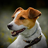 Jackette a rejoint le concours — aidez-le/la à gagner de superbes lots ! animal, brown, canine, closeup, collar, dog, domestic_animal, ears, friendly, fur, happy, mouth_open, muzzle, nature, outdoor, pet, portrait, side_view, whiskers, white