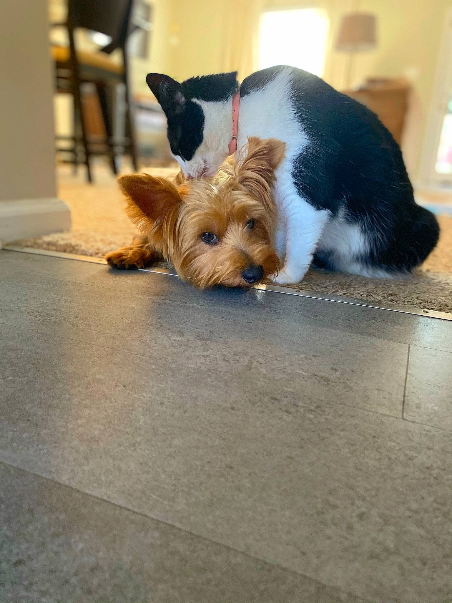 Bentley is registered to the contest to win money with this photo: australian_terrier, canidae, carnivore, companion_dog, dog, dog_breed, dog_clothes, dog_supply, floor, flooring, fur, mammal, pet_supply, small_terrier, snout, sporting_group, terrier, toy_dog, vertebrate, working_animal