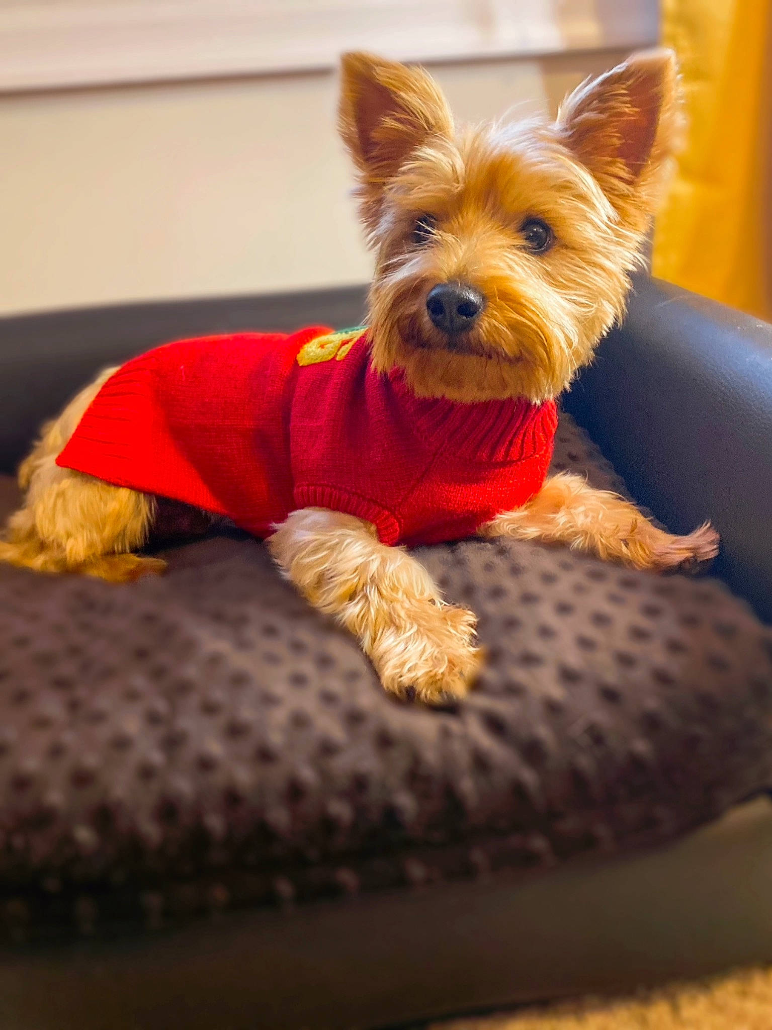 Bentley joined the competition — help win amazing prizes! australian_terrier, canidae, carnivore, companion_dog, curtain, dog, dog_breed, dog_clothes, dog_supply, fictional_character, mammal, pet_supply, small_terrier, snout, stuffed_toy, terrier, toy, toy_dog, vertebrate, working_animal