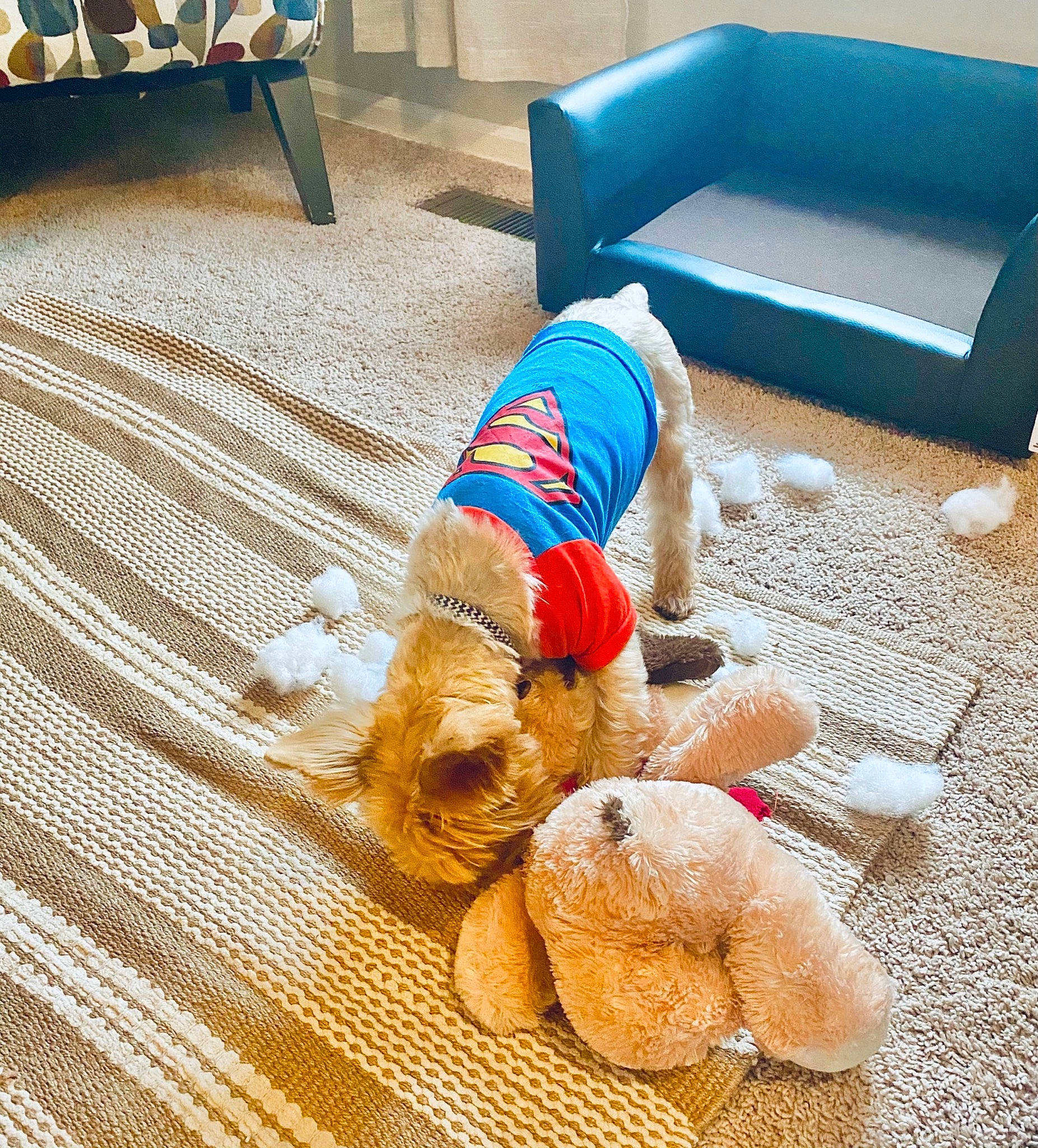 Bentley is registered to the contest to win money with this photo: bench, carpet, companion_dog, dog_clothes, floor, flooring, fur, outdoor_furniture, plush, sporting_group, stuffed_toy, teddy_bear, textile