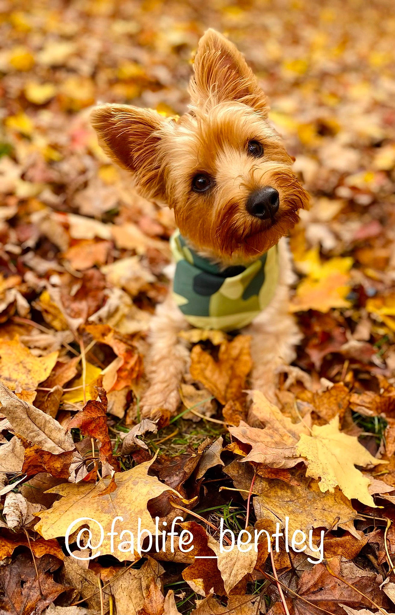 Bentley joined the competition — help win amazing prizes! autumn, carnivore, deciduous, fawn, figurine, leaf, liver, organism, toy